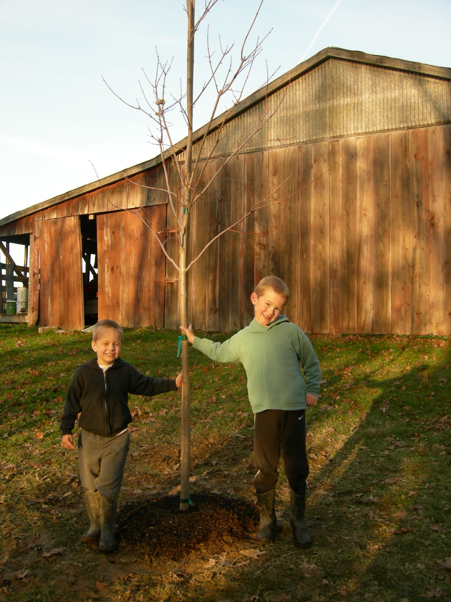 A Tree for Luke and Titus