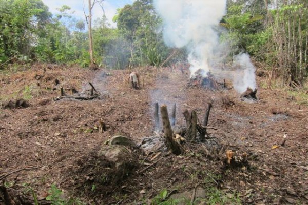 The fires are usually made around recently cut tree stumps.