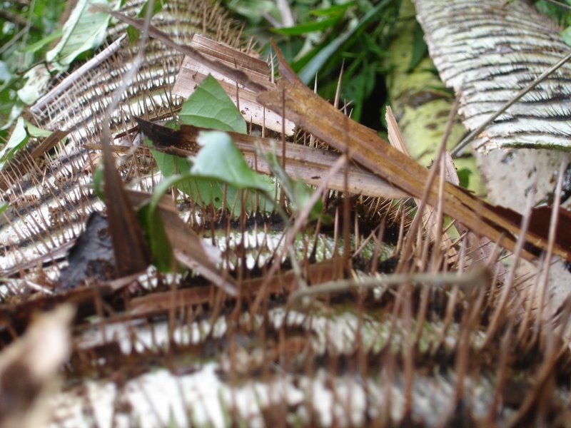 Bush Adventure – Saksak | Benjamin and Missy Hatton