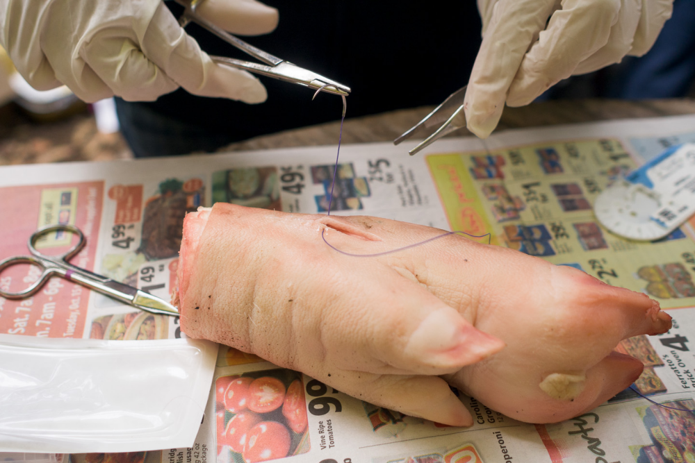 Pig feet were used to practice suturing, as we learned how to maintain as much of a sterile environment as possible, even outdoors.