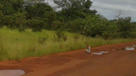 Road Trip Part 1 – African Animals!