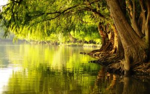 nature___rivers_and_lakes_flowering_trees_near_the_water_041725_