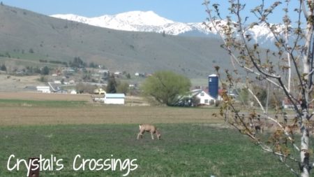 Crystal’s Crossings – Home Assignment Update