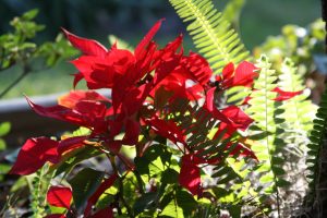 Light streams through poinsettia