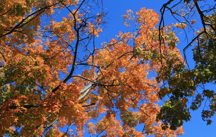 Fall colors orange and blue
