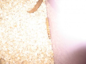 Mealworm in oatmeal
