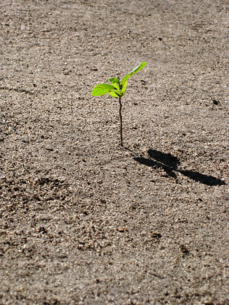 Small beginnings