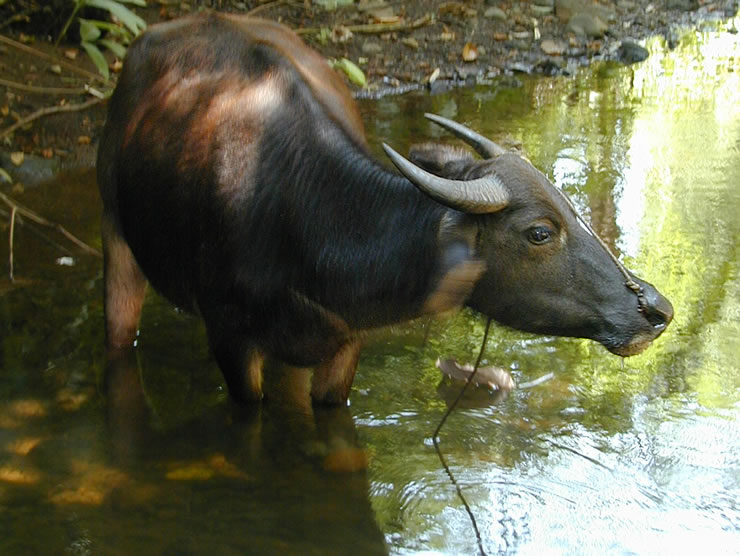 The Seed Isn’t Yet, but the Water Buffalo See