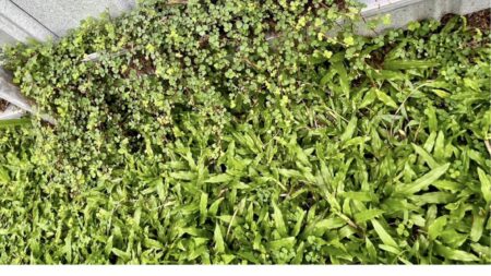 Wanneer we onkruid ongecontroleerd laten gaan…