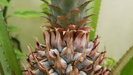 Pineapple Parable