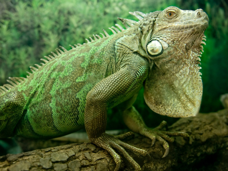 happy iguana month