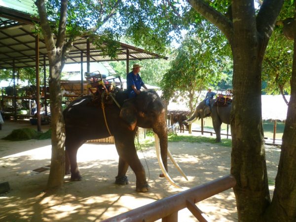 And of course we rode an elephant as well