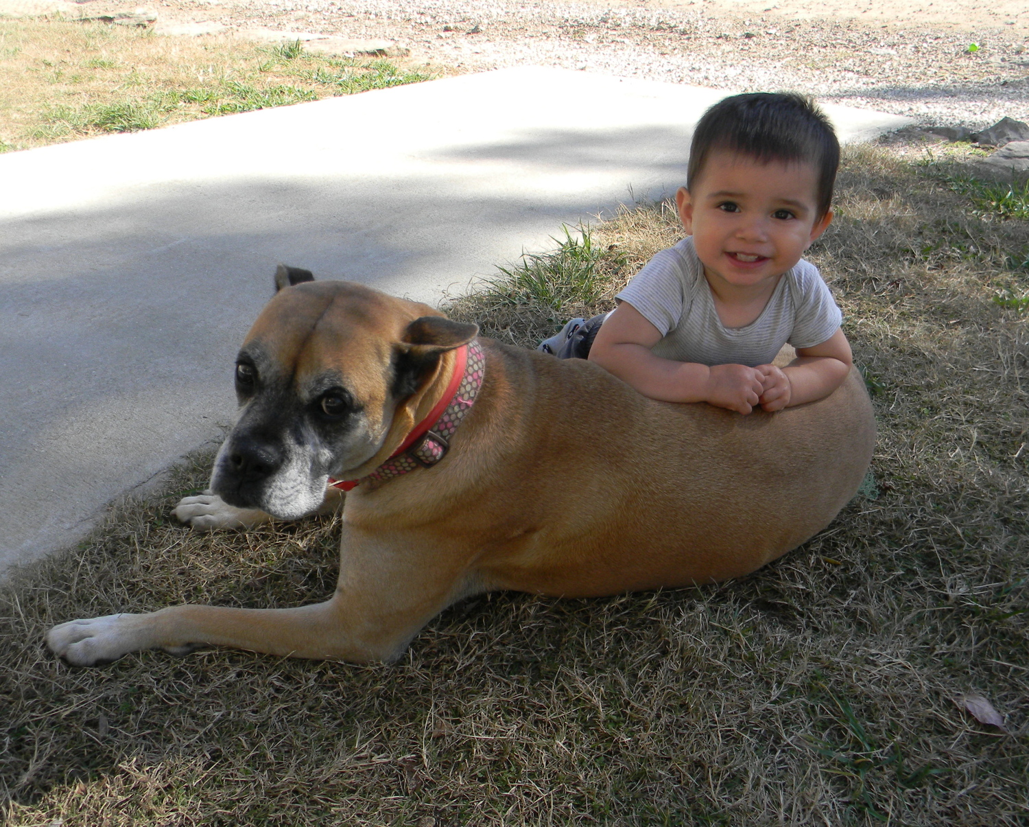 Our adventurous boy with his favorite neighbor dog Daisy