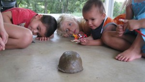 Waiting for the turtle to peek out. Elias kept yelling "Come out!" Smart turtle didn't obey.  