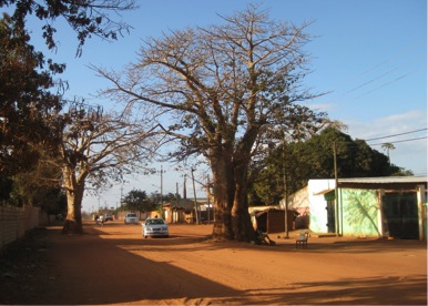 Driving between the sacred trees...