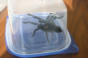 A giant-seeming tarantula, safely enclosed in a Tupperware container, poses for the camera.