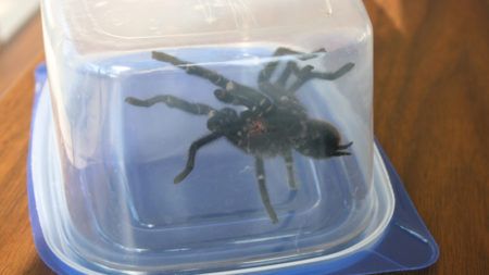 Scorpions and tarantulas and flies, oh my!