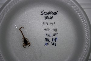 A paper plate with a dead scorpion taped to it, showing the tally of scorpion kills during our seven week stay in Tahlequah.