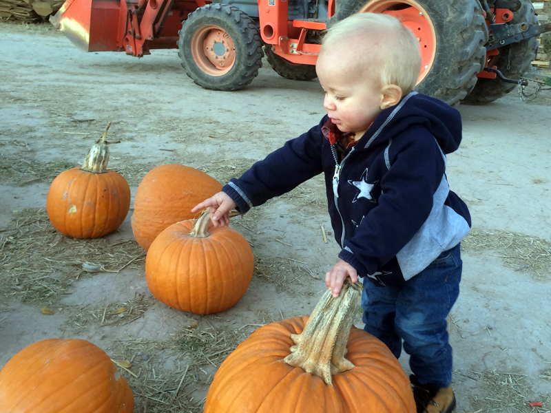 Joel halfway standing up, grabbing at a pumpkin he wants to bring home!