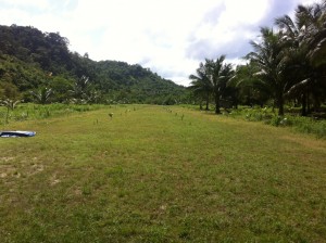 Freshly planted coconut trees on our airstrip