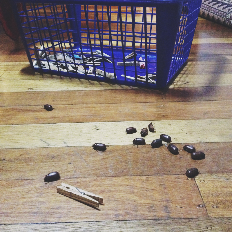 That time I brought more than 25 moona beetles (aka, june bugs) into my house by accident.