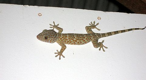 Beware the Gecko