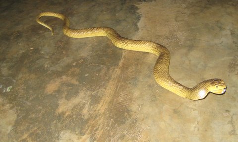 SNAKE MAYHEM