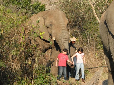 WALKING AN ELEPHANT