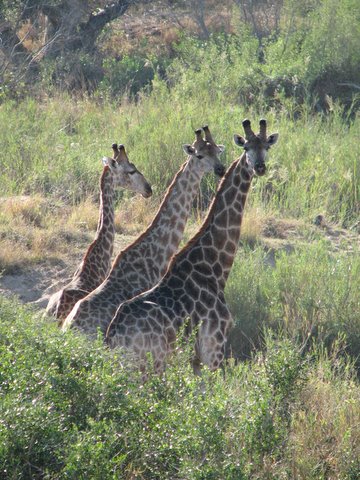 A VISIT TO KRUGER NATIONAL PARK
