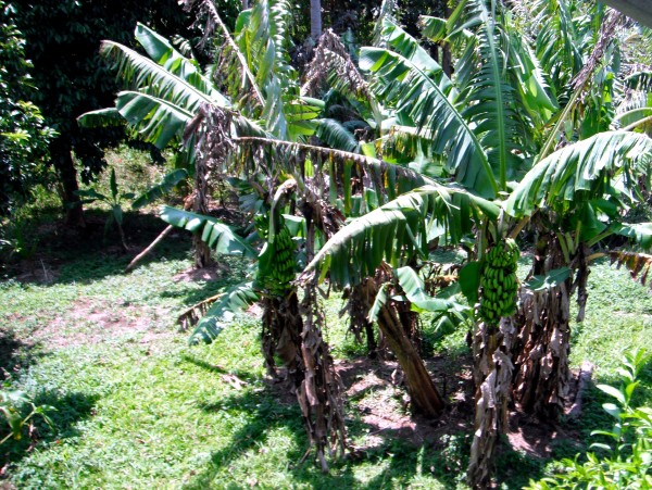 Group of Banana Plants
