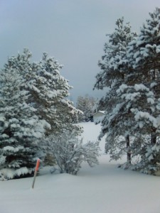 Just like our backyard