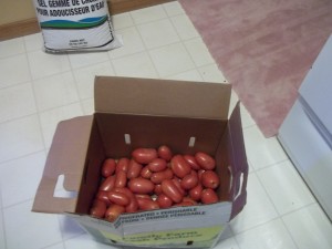 BushelTomatoes