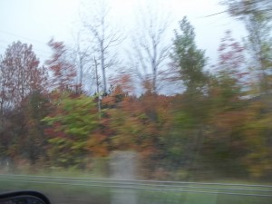 Fall rushing by on our field trip
