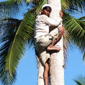 Agutaynen climbing a coconut tree.
