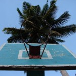 The coconut tree that hangs over the basketball hoop