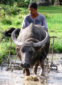Agutaynen plowing his rice field