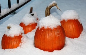 A few days later . .  pumpkins covered with snow