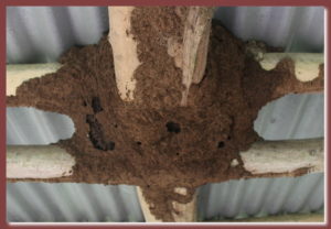 Termite Colony in Playhouse