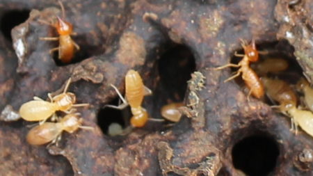 Good-bye Termites