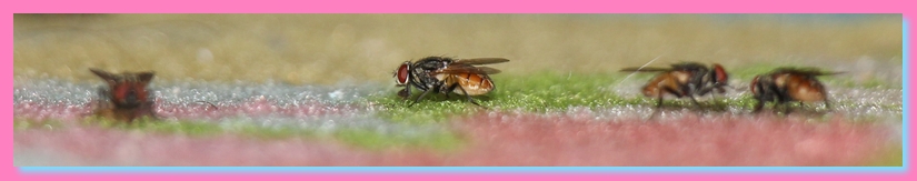 Blessings in the Flies