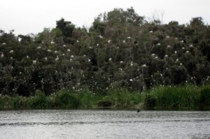 birds Wild birds