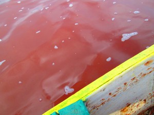 Look at how pink the lake is!