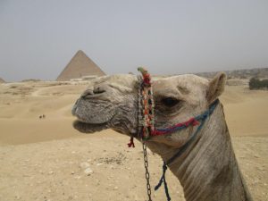 IMG_2085