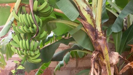 Bananas and mangos and guavas, oh my!